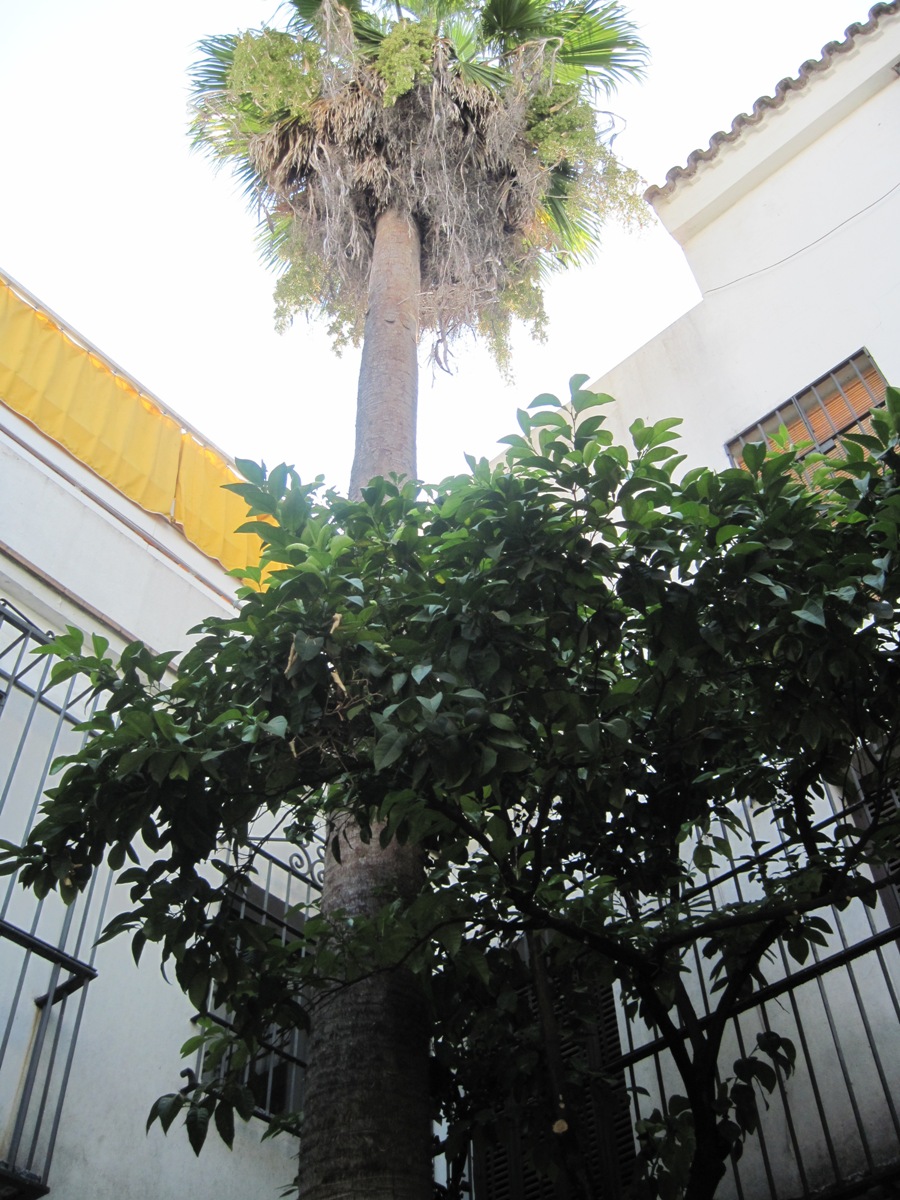 45-Albero all'interno del cortile